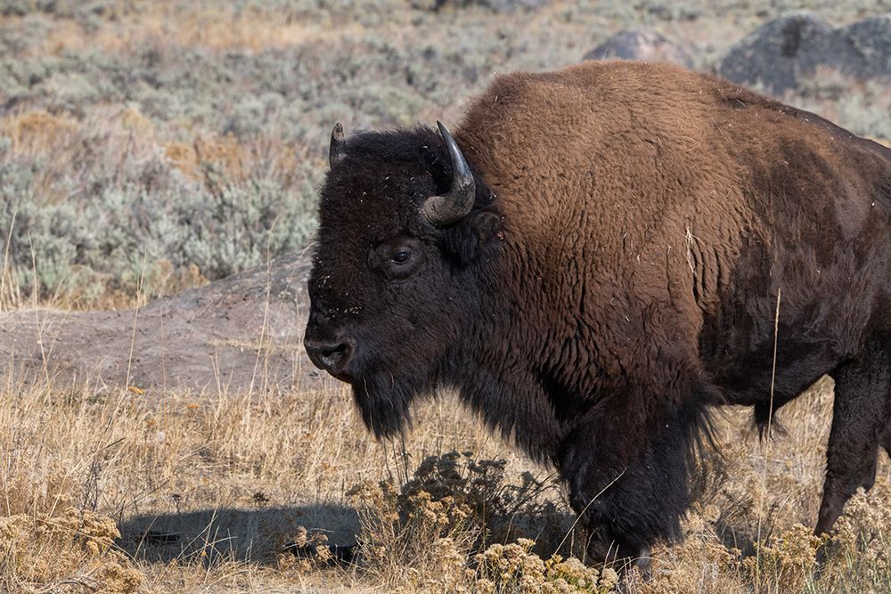 Wall Art Painting id:520492, Name: USA-Wyoming-Yellowstone National Park-Lamar Valley-Male American bison, Artist: Hopkins, Cindy Miller