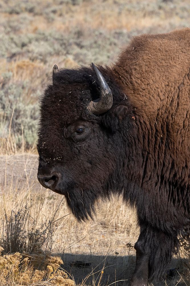 Wall Art Painting id:520493, Name: USA-Wyoming-Yellowstone National Park-Lamar Valley-Male American bison, Artist: Hopkins, Cindy Miller