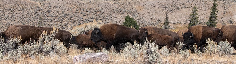 Wall Art Painting id:520494, Name: USA-Wyoming-Yellowstone National Park-Lamar Valley-Herd of American bison, Artist: Hopkins, Cindy Miller