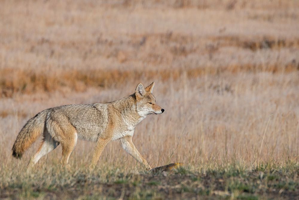 Wall Art Painting id:520498, Name: USA-Wyoming-Yellowstone National Park-Biscuit Basin-Coyote, Artist: Hopkins, Cindy Miller