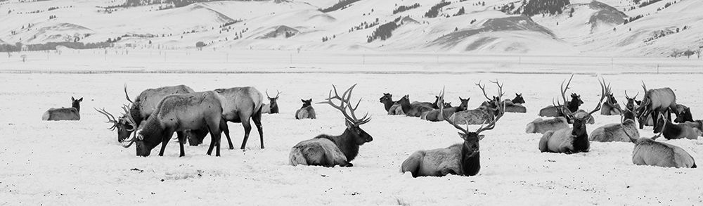 Wall Art Painting id:515669, Name: USA-Wyoming-Tetons National Park-National Elk Refuge Large elk herd in winter, Artist: Hopkins, Cindy Miller