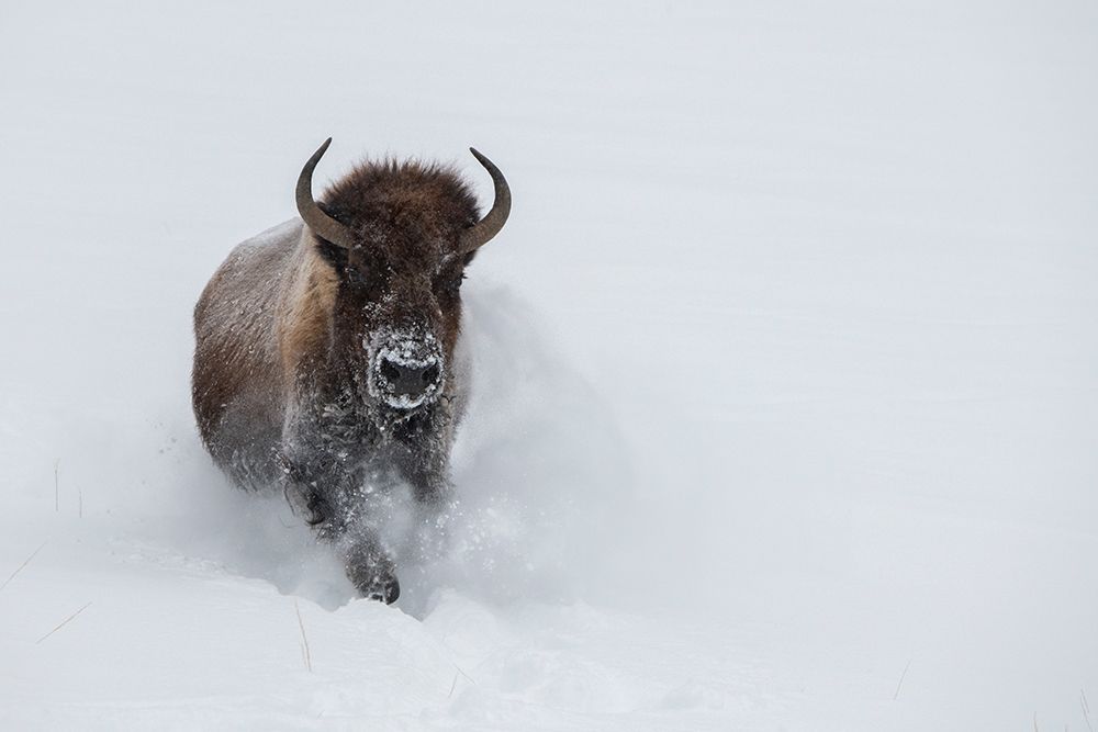 Wall Art Painting id:515670, Name: USA-Wyoming-Yellowstone National Park Lone bull bison running in deep snow, Artist: Hopkins, Cindy Miller