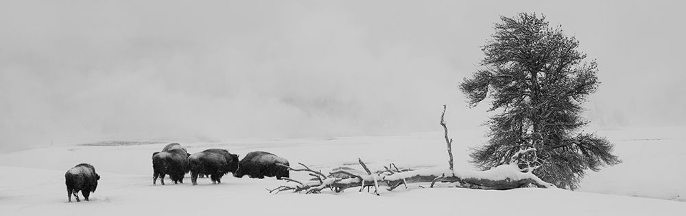 Wall Art Painting id:515671, Name: USA-Wyoming-Yellowstone National Park Bison herd in snow, Artist: Hopkins, Cindy Miller