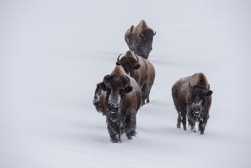 Wall Art Painting id:515672, Name: USA-Wyoming-Yellowstone National Park Bison herd in the snow, Artist: Hopkins, Cindy Miller