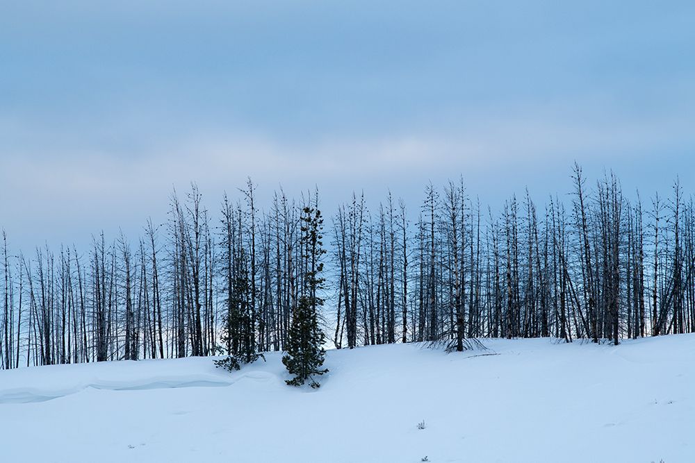 Wall Art Painting id:515674, Name: USA-Wyoming-Yellowstone National Park Winter line of trees, Artist: Hopkins, Cindy Miller