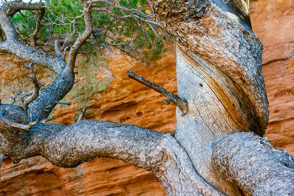 Wall Art Painting id:520531, Name: USA-Wyoming-Gnarled and twisted pine tree, Artist: Haseltine, Tom