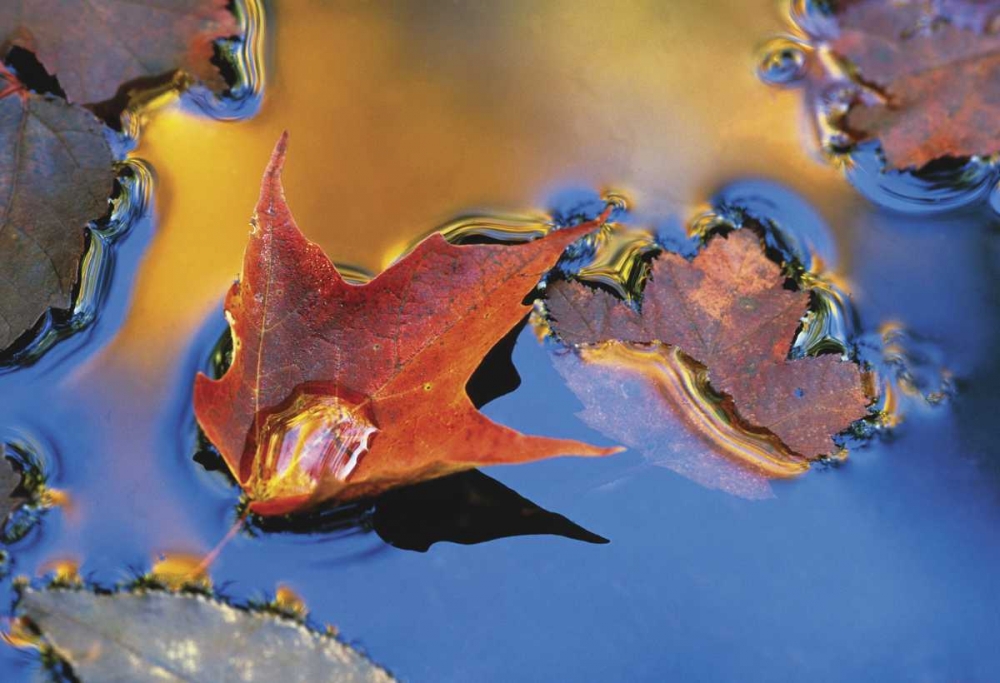 Wall Art Painting id:133794, Name: Northeast, Maple Leaf Floating Down Stream, Artist: Rotenberg, Nancy