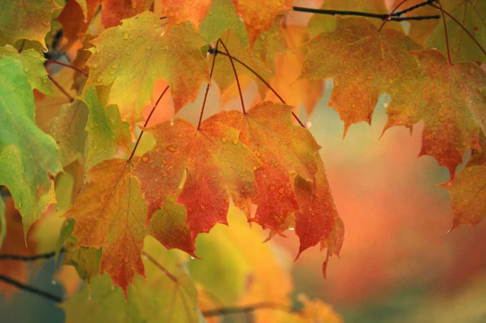 Wall Art Painting id:133699, Name: USA, Northeast, Maple Leaves in Rain, Artist: Rotenberg, Nancy