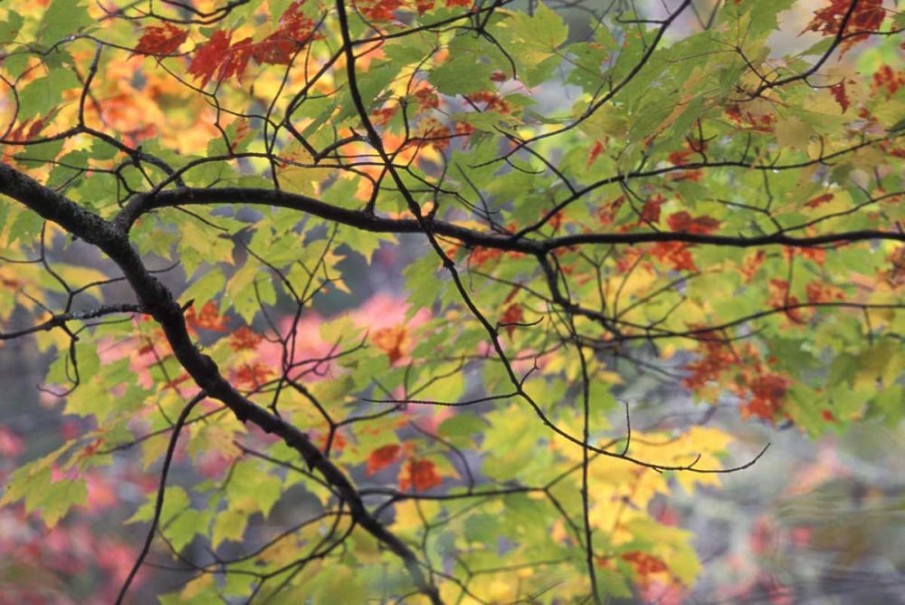 Wall Art Painting id:133721, Name: USA, Northeast, Branch of fall foliage, Artist: Rotenberg, Nancy