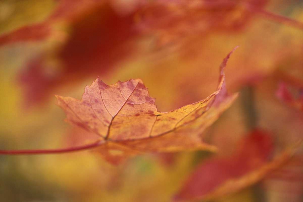 Wall Art Painting id:133722, Name: USA, Northeast, Red Maple Leaf in Fall, Artist: Rotenberg, Nancy