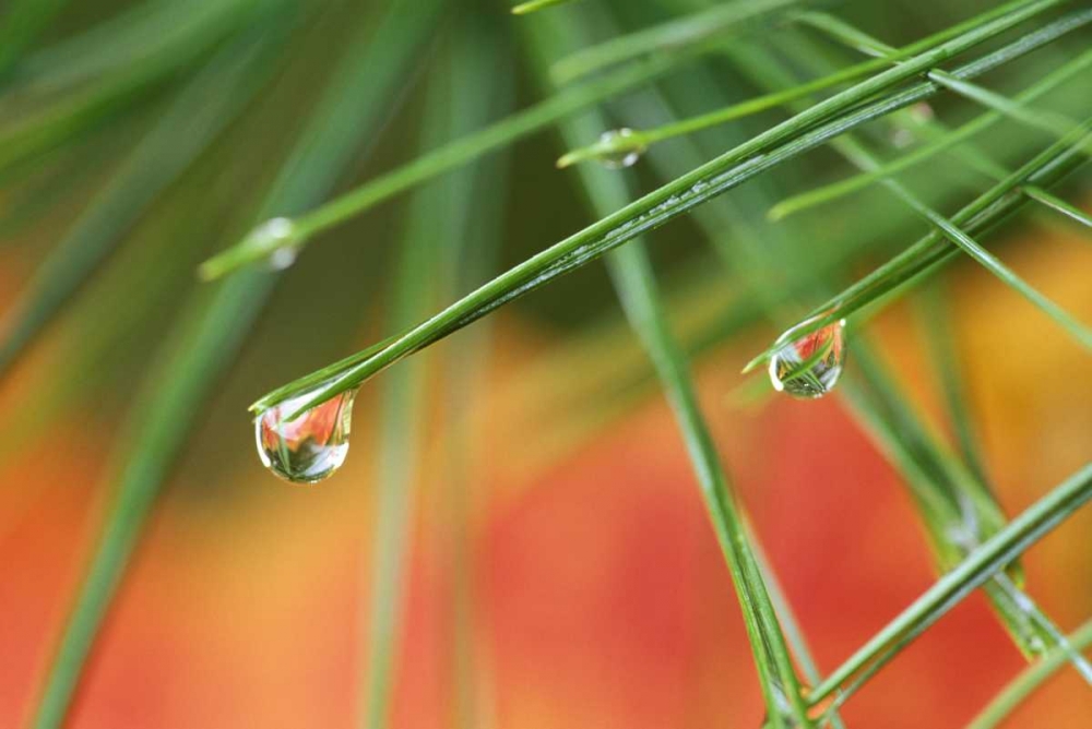 Wall Art Painting id:133836, Name: Northeast, Pine tree needles with waterdrop, Artist: Rotenberg, Nancy