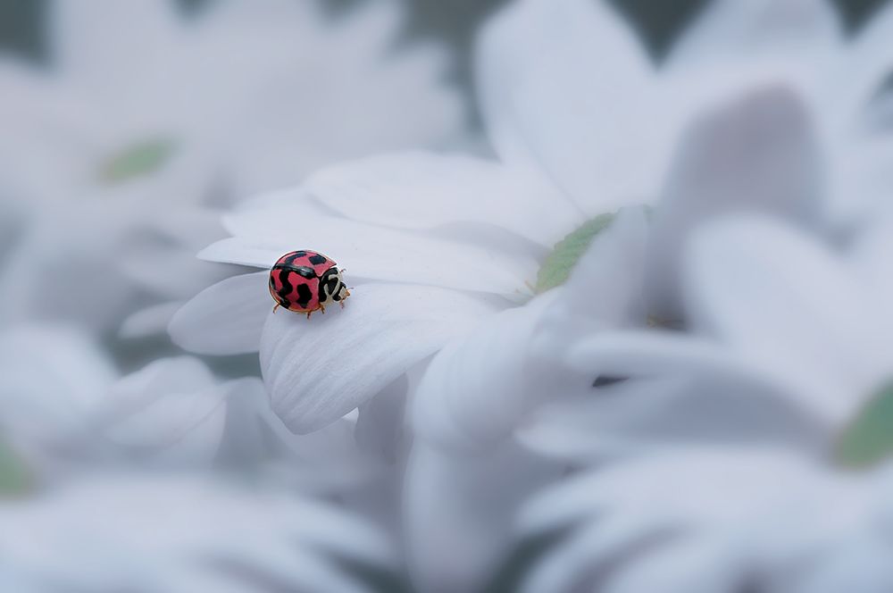 Wall Art Painting id:697630, Name: Beautiful Ladybug, Artist: Pamungkas, Edy