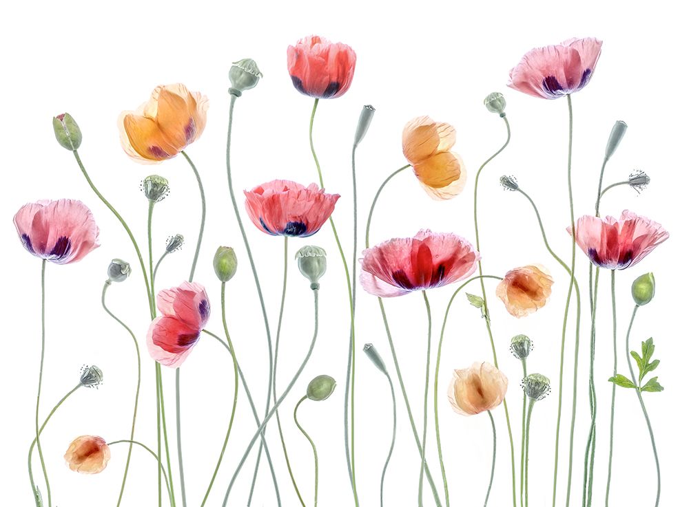 Wall Art Painting id:611458, Name: Papaver Party, Artist: Disher, Mandy