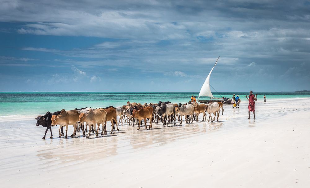 Wall Art Painting id:586483, Name: Masai cattle on Zanzibar beach, Artist: Sink, Jeffrey C.