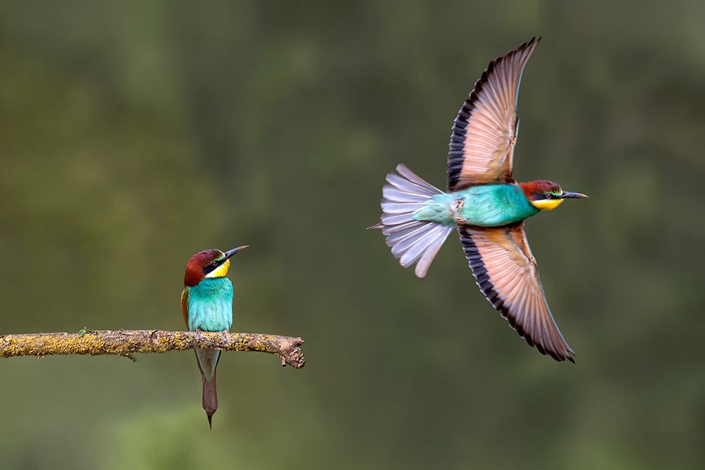 Wall Art Painting id:697688, Name: Bee-eater going for food, Artist: Ortega, Xavier