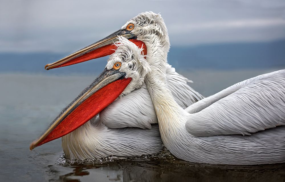 Wall Art Painting id:697903, Name: Dalmatian Pelicans, Artist: Ortega, Xavier