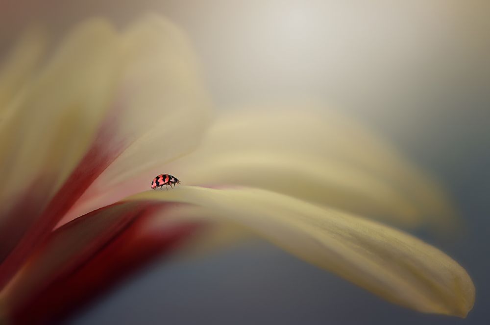 Similar wall art painting: 465126