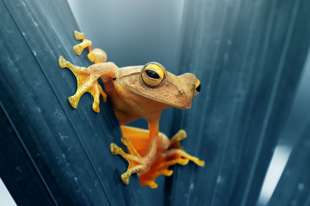 Wall Art Painting id:465196, Name: Frog - The Gold, Artist: Priyadi, Andri