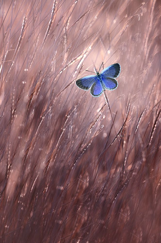 Wall Art Painting id:698188, Name: Beautiful Butterfly, Artist: Pamungkas, Edy