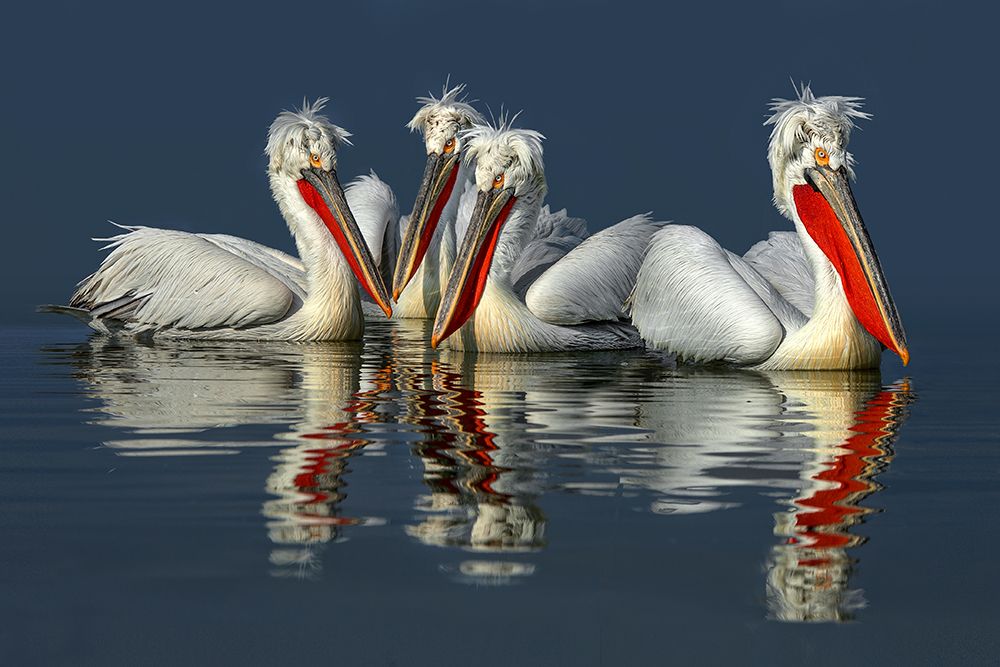 Wall Art Painting id:698265, Name: Dalmatian pelicans Close Up, Artist: Ortega, Xavier