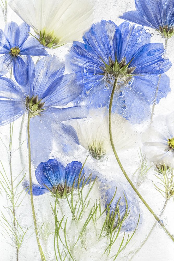 Art Print: Cosmos Blue