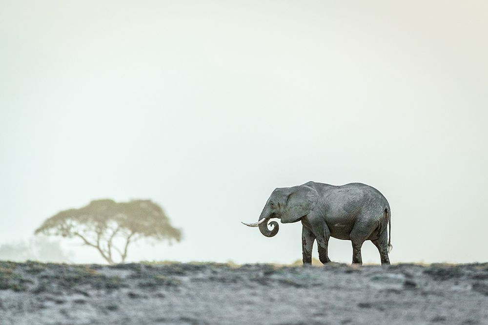 Wall Art Painting id:586768, Name: Monochromatic color, Artist: Sink, Jeffrey C.