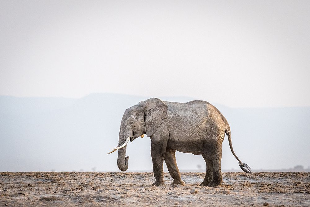 Wall Art Painting id:586769, Name: Monochromatic color #2, Artist: Sink, Jeffrey C.