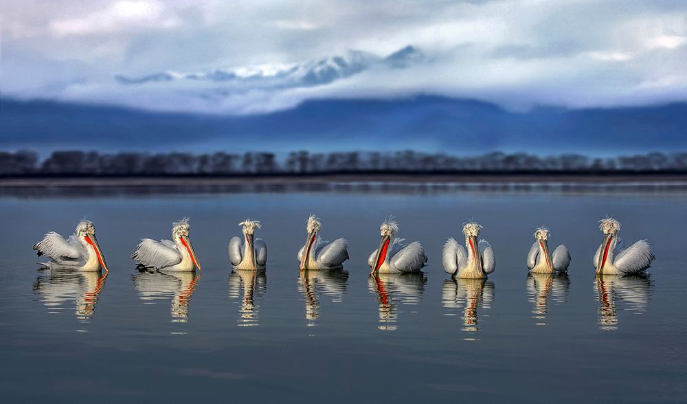 Wall Art Painting id:699399, Name: Dalmatian pelicans meeting, Artist: Ortega, Xavier