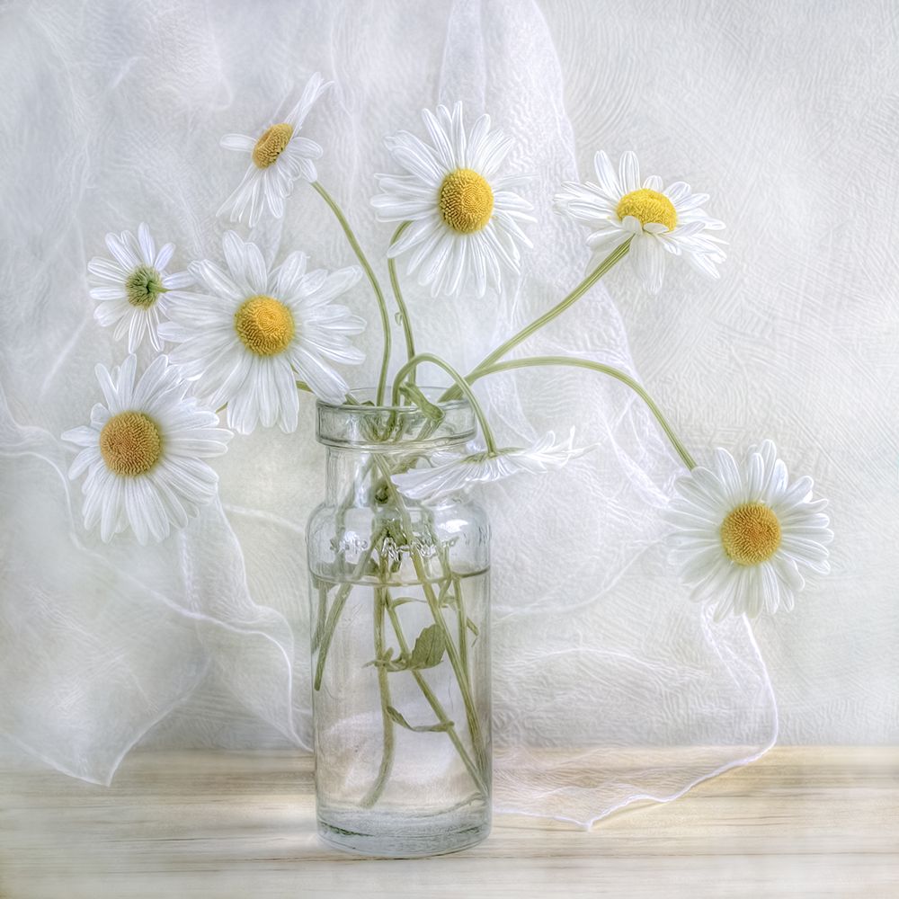 Wall Art Painting id:467505, Name: Daisies, Artist: Disher, Mandy