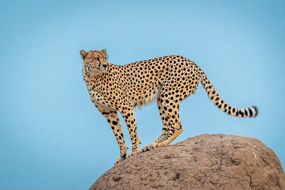 Wall Art Painting id:587041, Name: Cheetah in the blue hour, Artist: Sink, Jeffrey C.