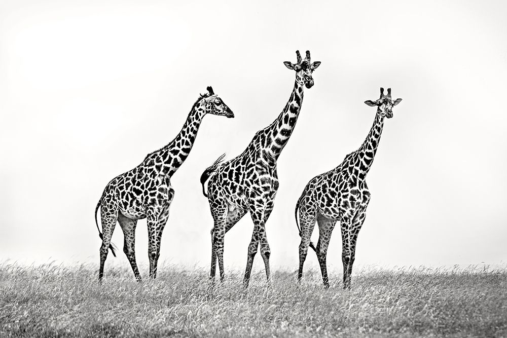 Wall Art Painting id:702299, Name: Giraffe family, Artist: Ortega, Xavier