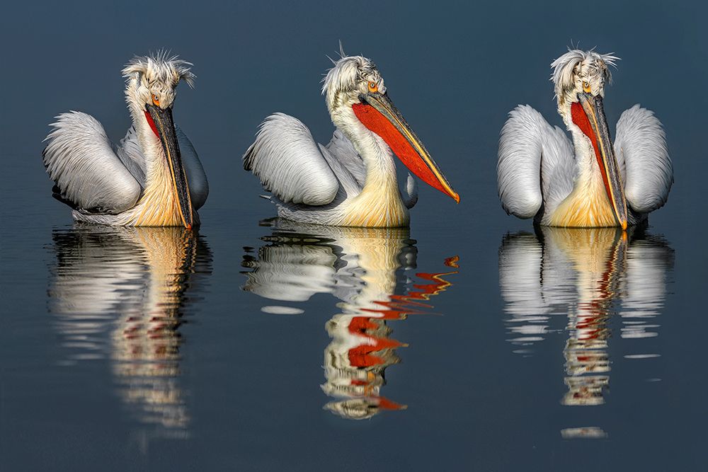 Wall Art Painting id:702761, Name: Dalmatian pelicans portrait, Artist: Ortega, Xavier