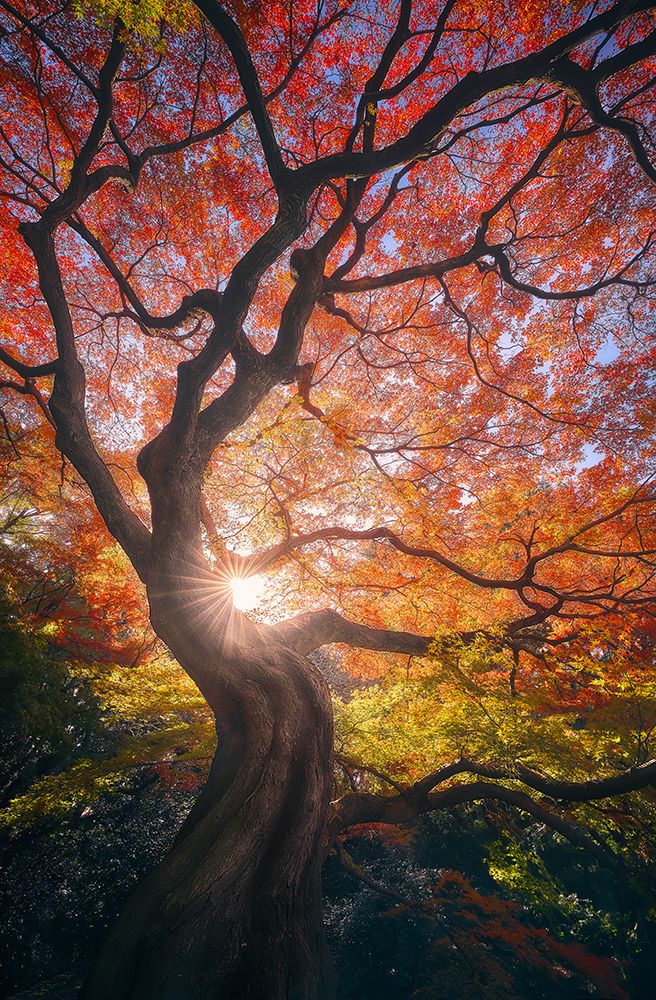 Wall Art Painting id:468997, Name: The Japanese Tree, Artist: De La, Javier