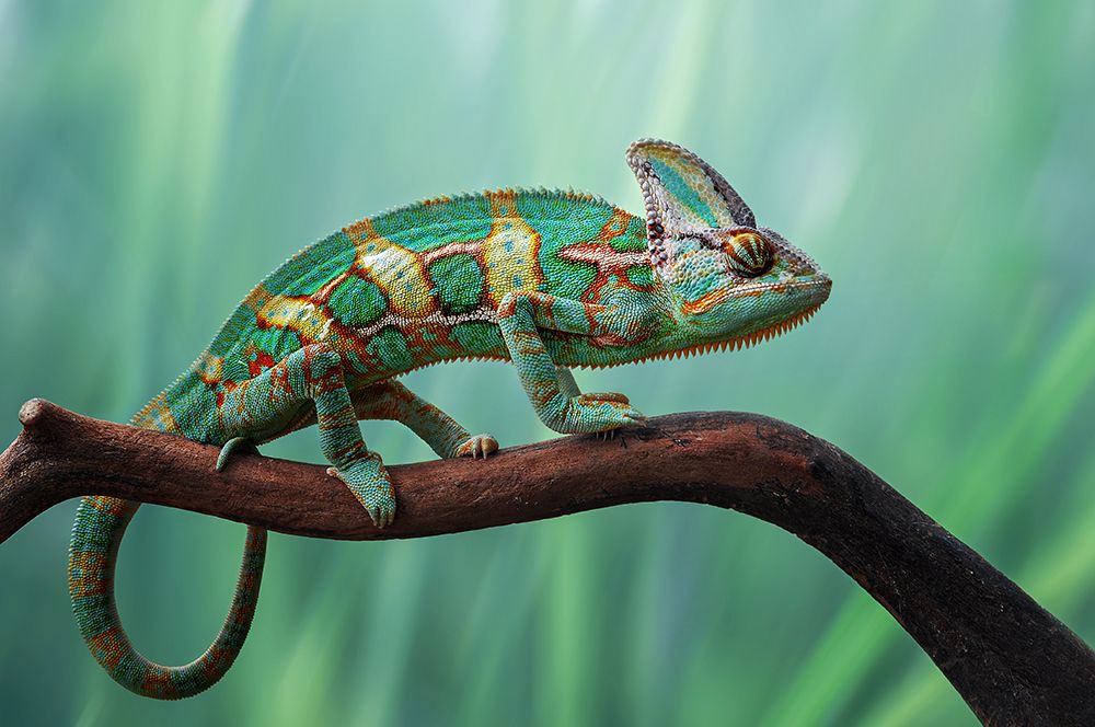 Wall Art Painting id:587329, Name: Chameleon, Artist: Pamungkas, Edy