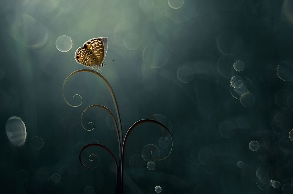 Wall Art Painting id:469449, Name: Butterfly In The Morning With Bokeh, Artist: Pamungkas, Edy