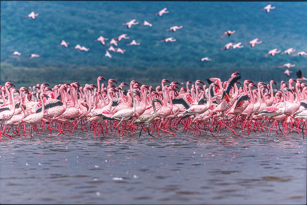 Wall Art Painting id:587578, Name: Lake Nakuru Flamingos, Artist: Sink, Jeffrey C.