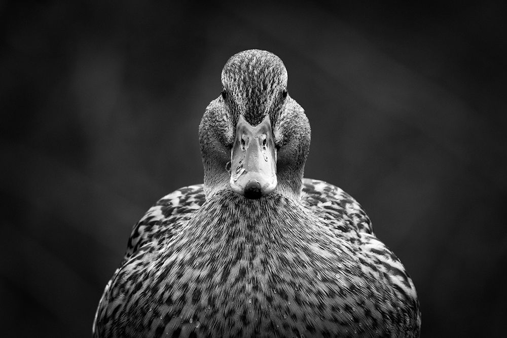 Similar wall art painting: 499890