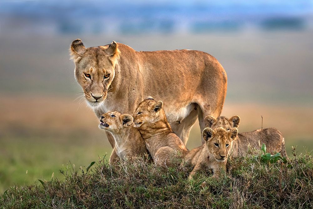 Wall Art Painting id:706563, Name: Mom lioness with her cubs, Artist: Ortega, Xavier