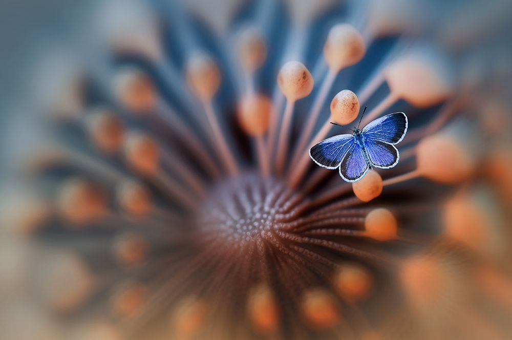 Wall Art Painting id:614232, Name: Blue Butterfly, Artist: Pamungkas, Edy