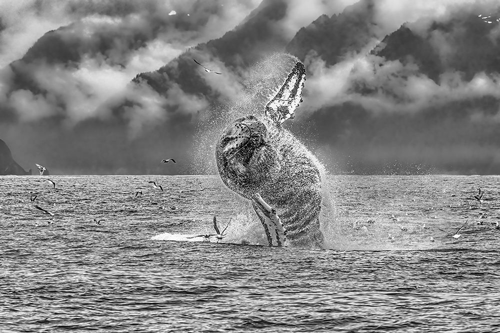 Wall Art Painting id:614770, Name: Moby Lives, Artist: Sink, Jeffrey C.