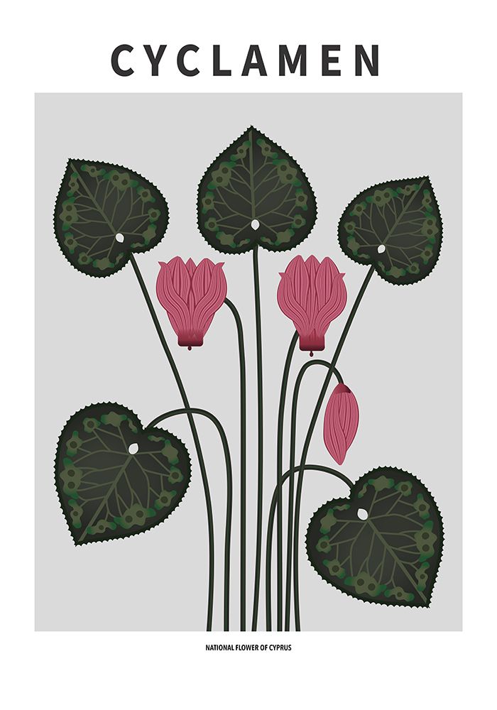 Wall Art Painting id:669576, Name: Cyklamen  - National flower of Cypres, Artist: Paperago