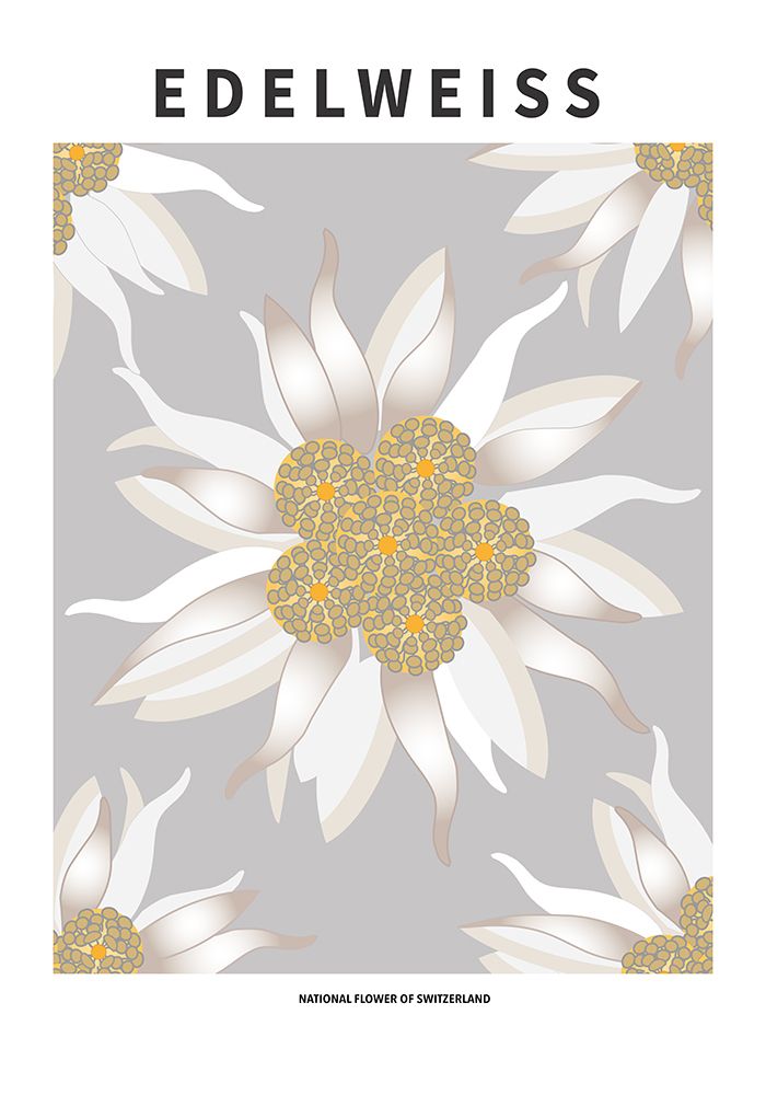 Wall Art Painting id:669582, Name: Edelweiss - National flower of Switzerland, Artist: Paperago