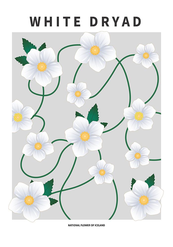 Wall Art Painting id:669595, Name: White dryad - National flower of Iceland, Artist: Paperago