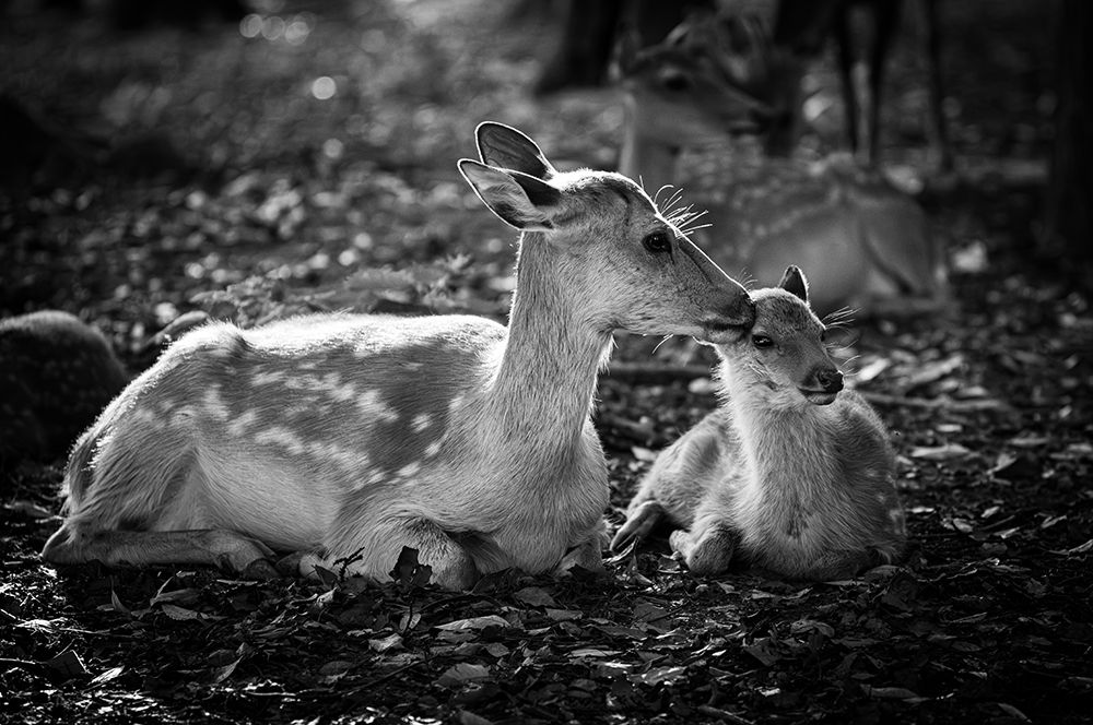 Wall Art Painting id:713921, Name: Deers, Artist: Kurahashi, Yutaka