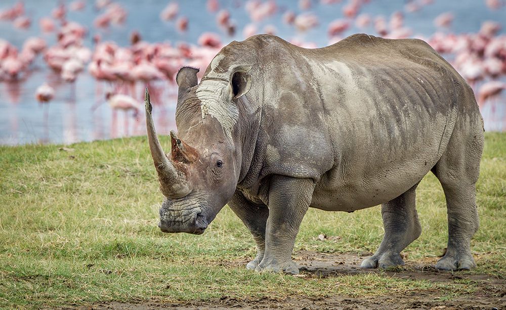 Wall Art Painting id:101231, Name: One Of The Last, Artist: Sink, Jeffrey C.