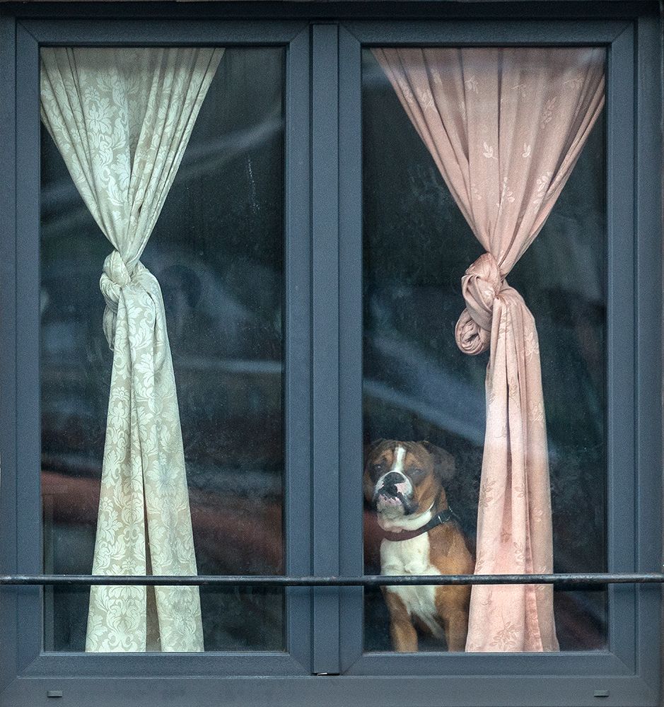 Wall Art Painting id:101708, Name: Looking For His Buddy, Artist: Van Den, Jef