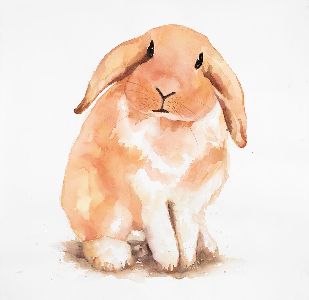 Wall Art Painting id:193985, Name: Fuzzy Lop Rabbit, Artist: Atelier B Art Studio