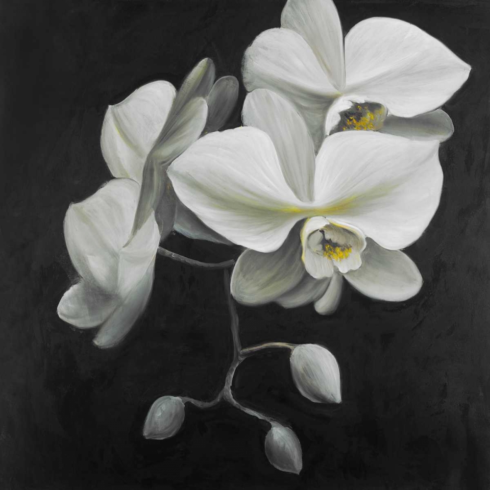 Wall Art Painting id:163043, Name: White Orchids, Artist: Atelier B Art Studio