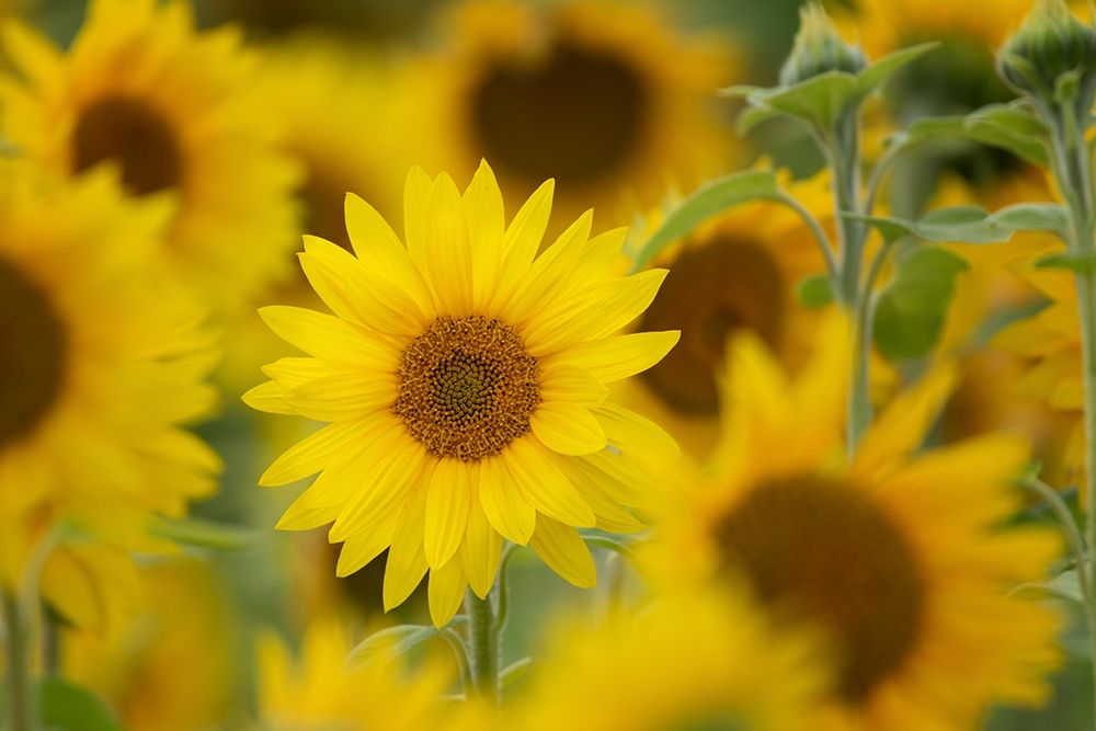 Similar wall art painting: 359762