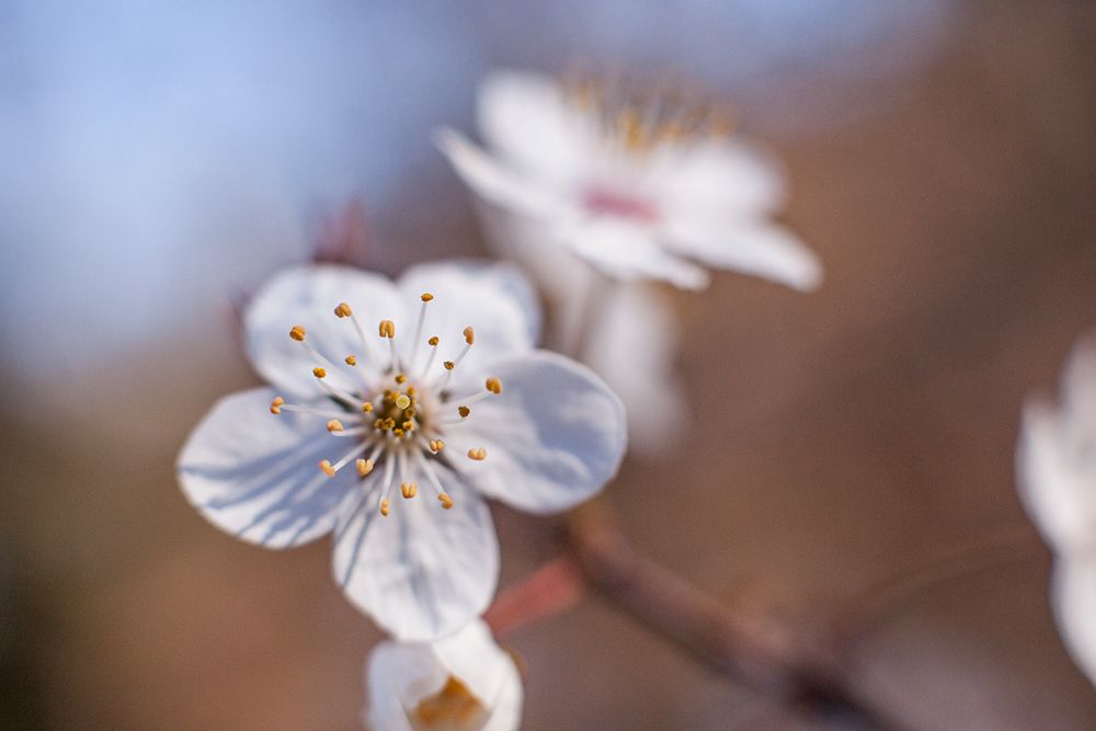 Wall Art Painting id:436951, Name: Apple Blossom, Artist: Matheson, Aaron